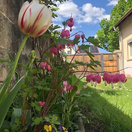 Apartment Mein Rosenbusch 1 *