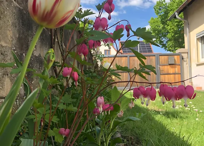 Apartmán Mein Rosenbusch 1 *
